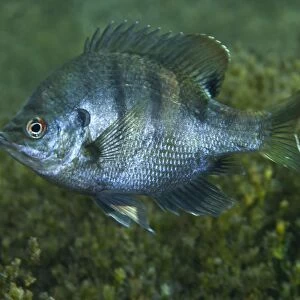 A Bluegill freshwater fish in Morrison Springs, Florida