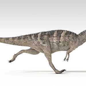 Ceratosaurus dinosaur, white background