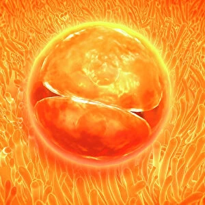 Embryo development 24-36 hours after fertilization