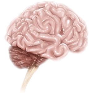 Human brain anatomy, lateral view, with labels