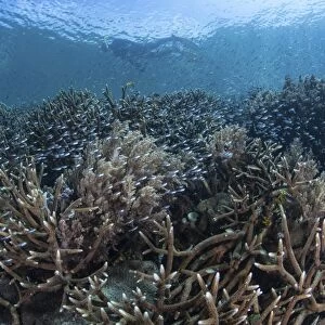 Juvenile fish swim above a slope of corals in Raja Ampat, Indonesia