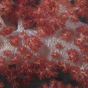 Red tree coral on a Fijian reef