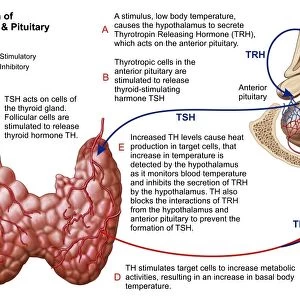 Relation of thyroid and pituitary gland