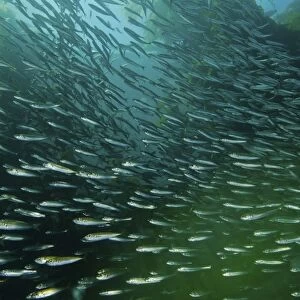 School of Pacific sardines in kelp forest