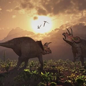 Territorial confrontation between two male Triceratops