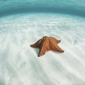 A West Indian starfish on the seafloor in Turneffe Atoll, Belize