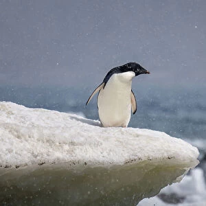 Adelie penguin in snow shower