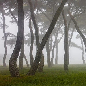 Pine Grove in Fog-4