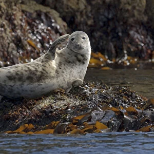 Atlantic grey seal (Halichoerus grypus) hauled out on rocks at the Cairns of Coll