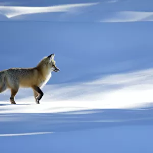 RF - Red fox (Vulpes vulpes) in dappled light on snow, Yellowstone National Park, USA