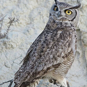 South American great horned owl (Bubo virginianus nacurutu) perched on branch, Peninsula Valdes, Patagonia, Argentina