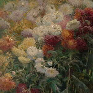 Chrysanthemums in the Garden at Petit-Gennevilliers, 1893. Creator: Gustave Caillebotte
