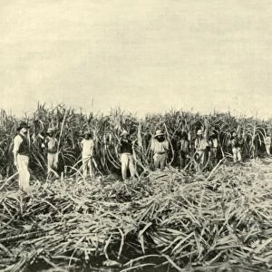 In a Queensland Sugar Plantation, 1901. Creator: Unknown