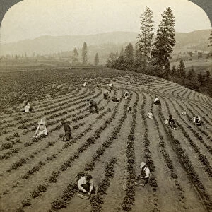 Strawberry picking, Cedar Creek Farm, Hood River Valley, Oregon, USA. Artist: Underwood & Underwood