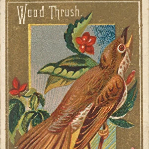 Wood Thrush, from the Birds of America series (N4) for Allen &