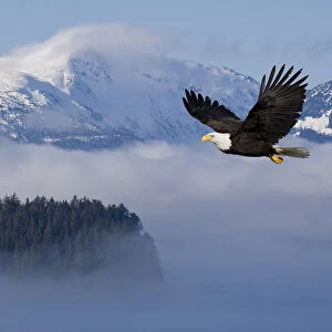 Bald Eagle In Flight Over The Inside Passage With Tongass National Forest In The Background, Alaska, Composite
