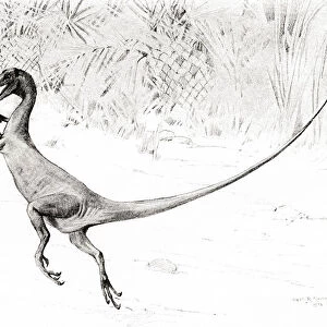 The Bird Catching Ornitholestes Dinosaur In The Act Of Catching The Jurassic Bird, Archaeopteryx, After The Drawing By Charles R. Knight. From The Century Illustrated Monthly Magazine, May To October 1904