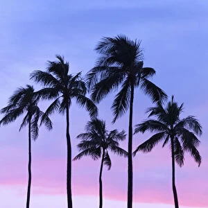 Five Coconut Palm Trees In Line With Cotton Candy Sunset Behind; Honolulu, Oahu, Hawaii, United States Of America