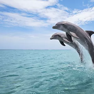 Common Bottlenose Dolphins Jumping out of Water, Caribbean Sea, Roatan, Bay Islands, Honduras