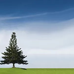 A Coniferous Tree Standing Alone In A Field