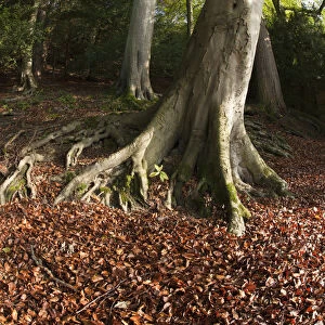 Fallen Leaves On The Ground At The Base Of A Tree In Autumn; North Yorkshire, England