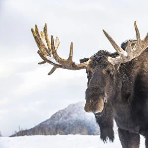 Mature bull moose standing in snow