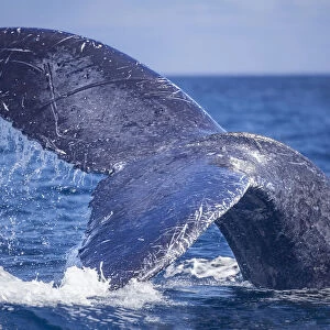 The scared tail of a Humpback whale (Megaptera novaeangliae) as it dives off the coast of Lanai, Hawaii; Lanai, Hawaii, United States of America
