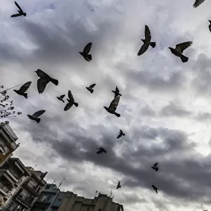 Silhouetted Flock Of Birds Flying Against A Cloudy Sky; Thessaloniki, Greece
