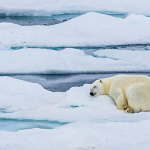 Sleeping Polar Bear, Hinlopen Strait, Svalbard, Norway