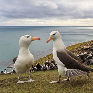 Black-browed Albatross (Thalassarche melanophrys) pair courting, Saunders Island