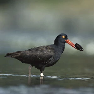 Black Oystercatcher (Haematopus bachmani) with mussel in its beak, Vancouver Island