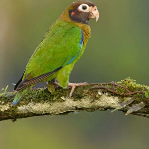 Brown-hooded Parrot (Pyrilia haematotis) perched on a branch, Alajuela, Costa Rica