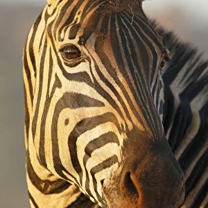 Common Zebra (Equus quagga) adult, portrait, South Africa, Mpumalanga