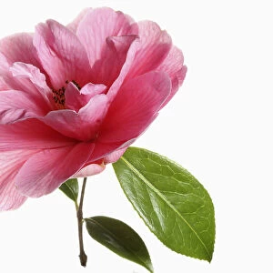 Camellia, Single pink camellia flower with leaves on a short stem shown against a pure white background