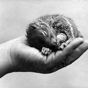 Helping hand for Tinker the squirrel. Cradled in the plam of a friendly hand