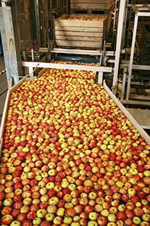 Apple Prints: Apple processing