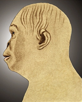 Hominids Prints: Australopithecus reconstruction