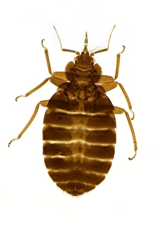 Bed bug, light micrograph
