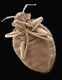 Wingless Prints: Bedbug, SEM