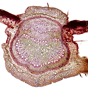 Supporting Prints: Beech tree leaf, light micrograph