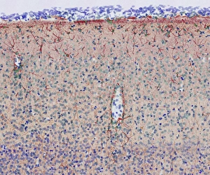 Axons Prints: Brain cortex tissue, light micrograph
