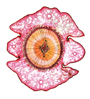 Cedar tree stem, light micrograph