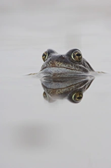 April Prints: Common frog spawning