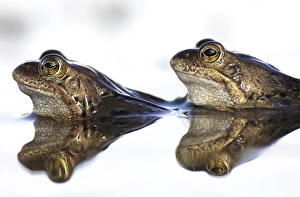 April Prints: Common frogs spawning
