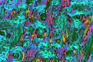 Compact bone, light micrograph