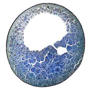 Embryonic Prints: Developing frog egg, light micrograph