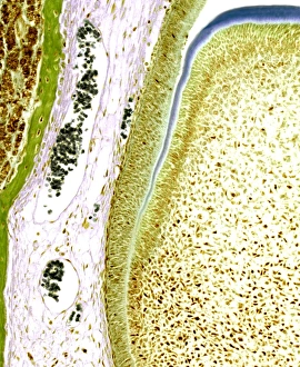 Developing tooth, light micrograph