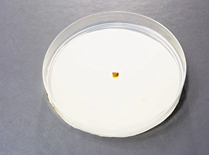 Diffusion in agar