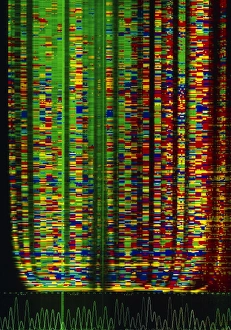 Letters Prints: DNA sequence