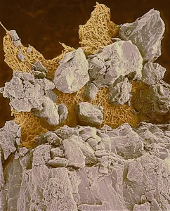 Eggshell, SEM